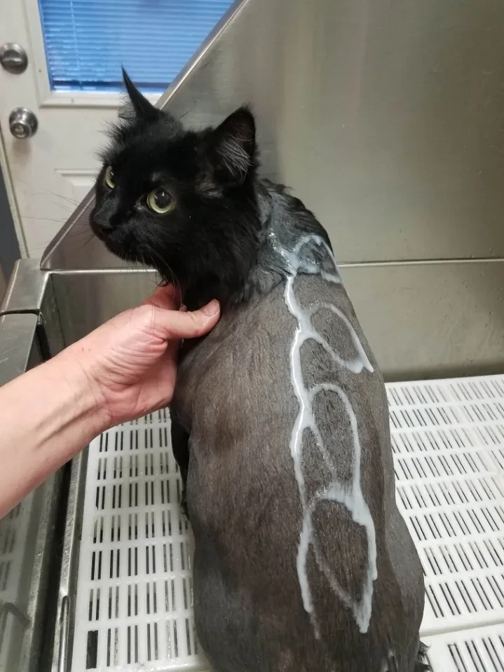 Black cat being bathed at Pet Makeovers grooming salon