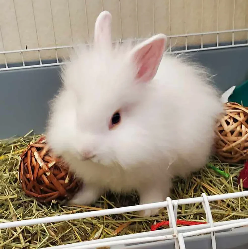 White rabbit at Pet Makeovers