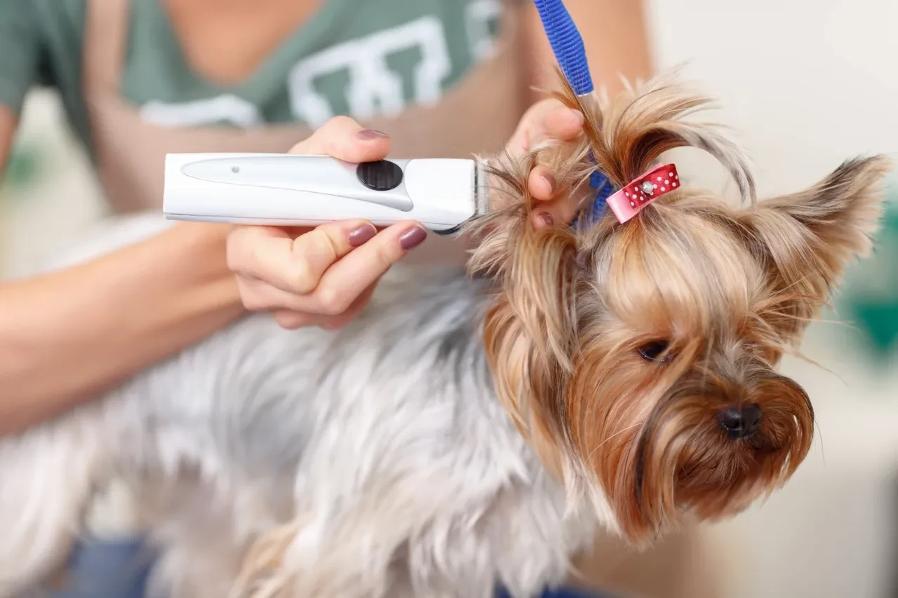 Child scanning microchip on small dog at Pet Makeovers