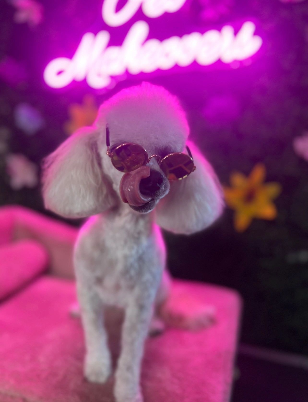 White poodle wearing sunglasses after grooming at Pet Makeovers