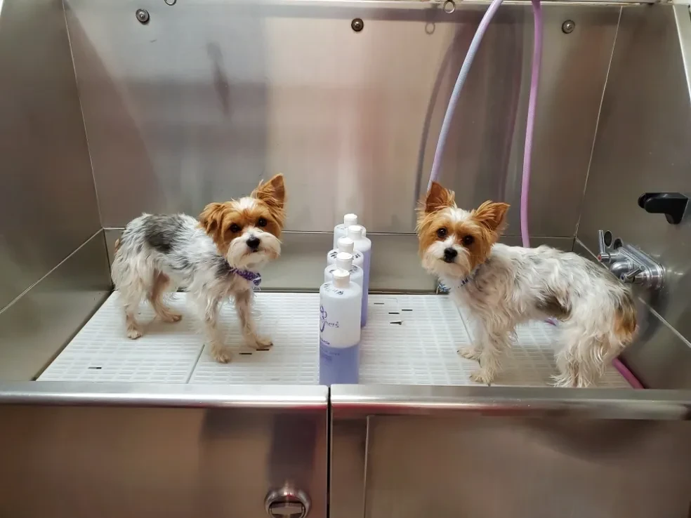 Two Yorkshire terriers side by side in grooming tub at Pet Makeovers