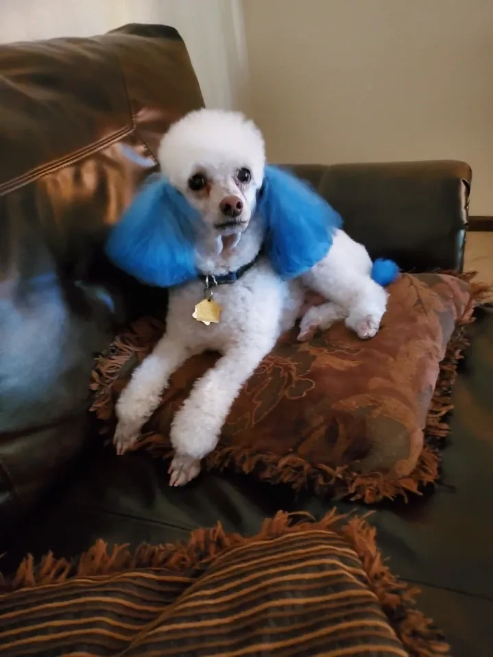 White poodle with blue-dyed ears lounging on couch after grooming