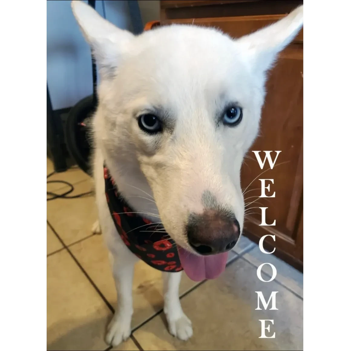 White husky with blue eyes wearing a bandana with WELCOME text