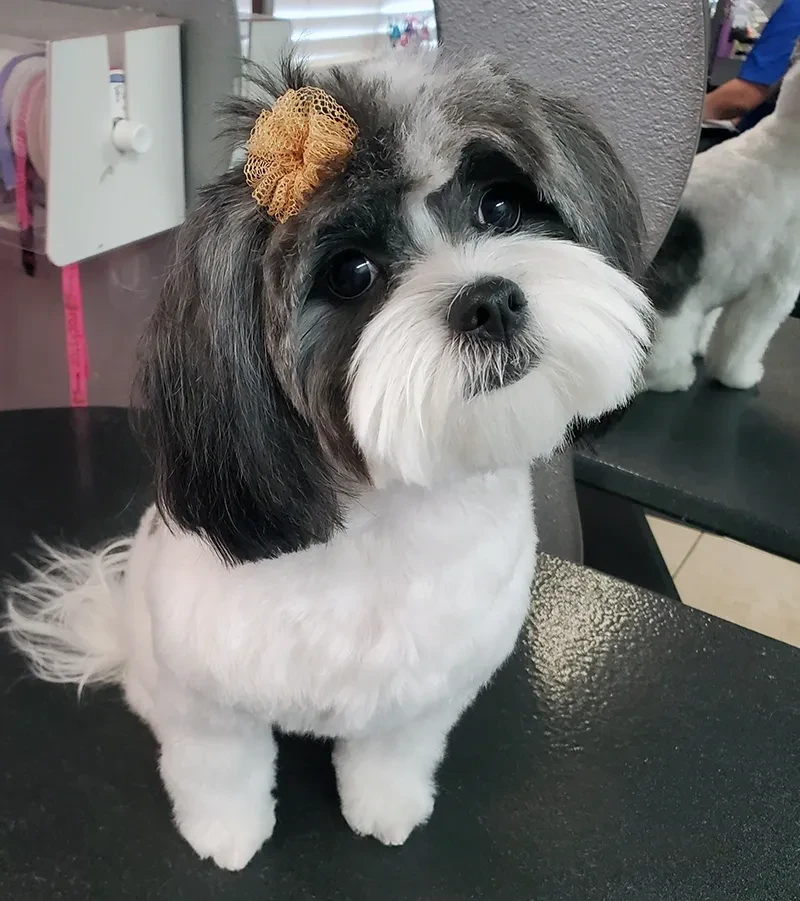 Shih Tzu with gold bow after grooming at Pet Makeovers