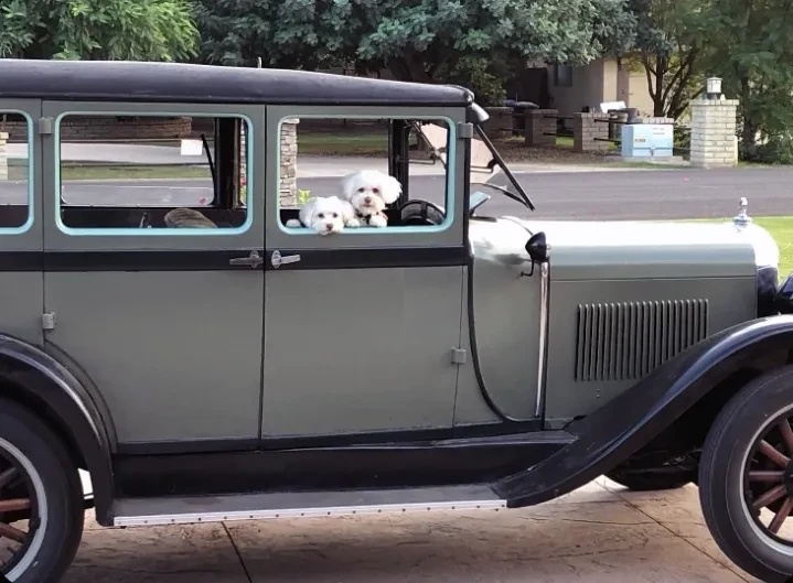 Two white fluffy dogs peeking out of a vintage car window