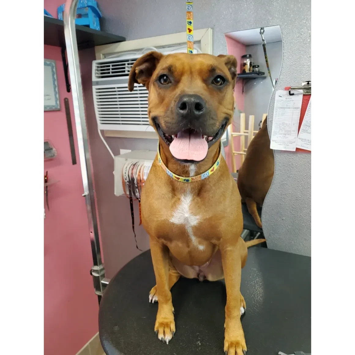Happy brown dog sitting on grooming table at Pet Makeovers salon