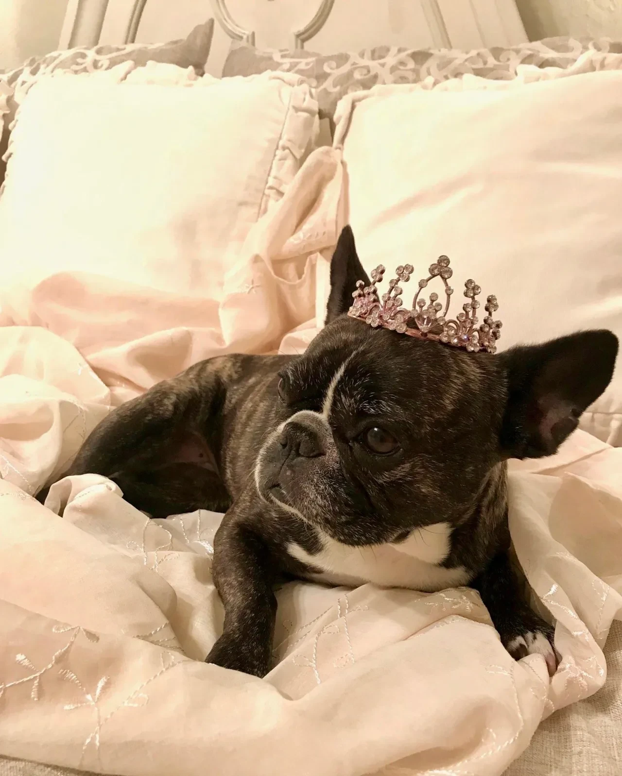 French bulldog wearing a pink tiara resting on white bedding