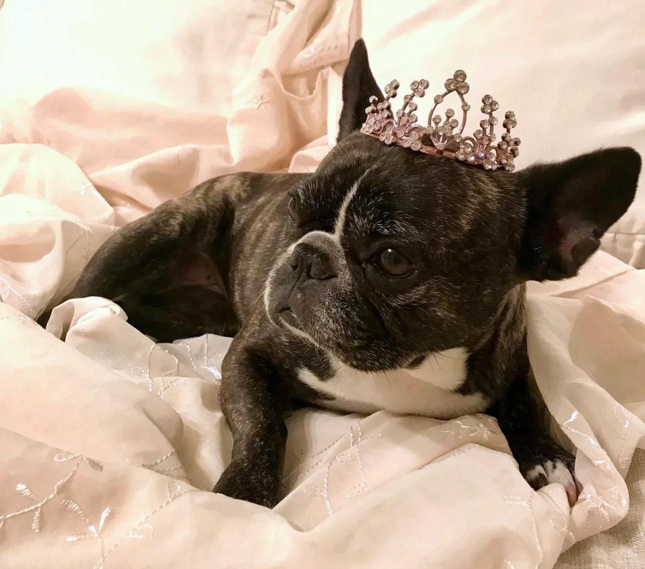 French bulldog wearing a pink tiara lounging on white bedding