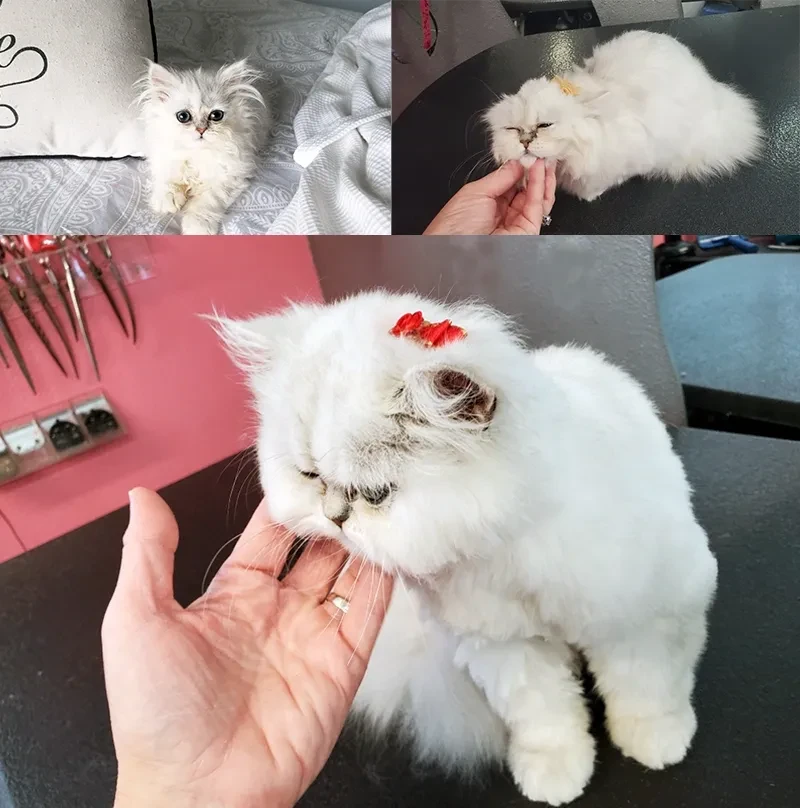 White fluffy Persian cat collage showing before and after grooming at Pet Makeovers