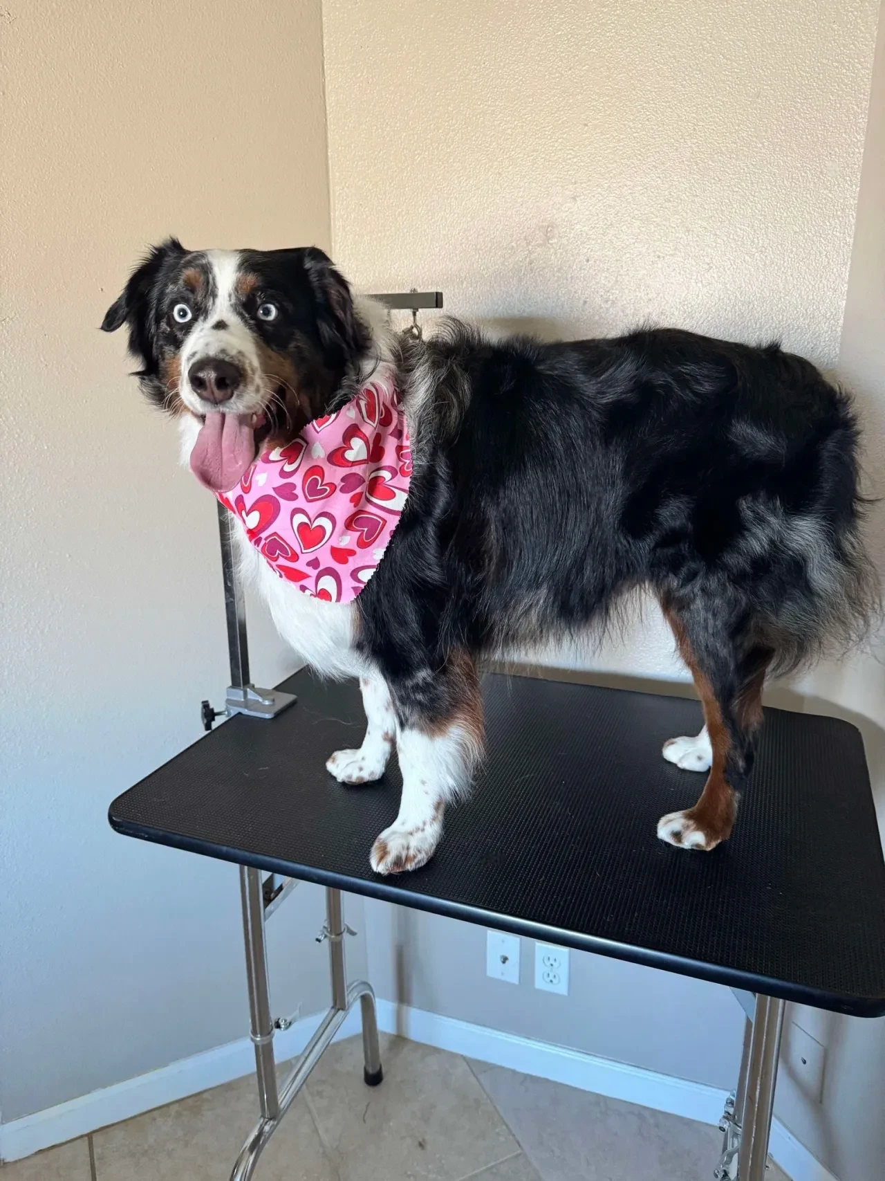 Australian shepherd wearing pink heart bandana on grooming table at Pet Makeovers