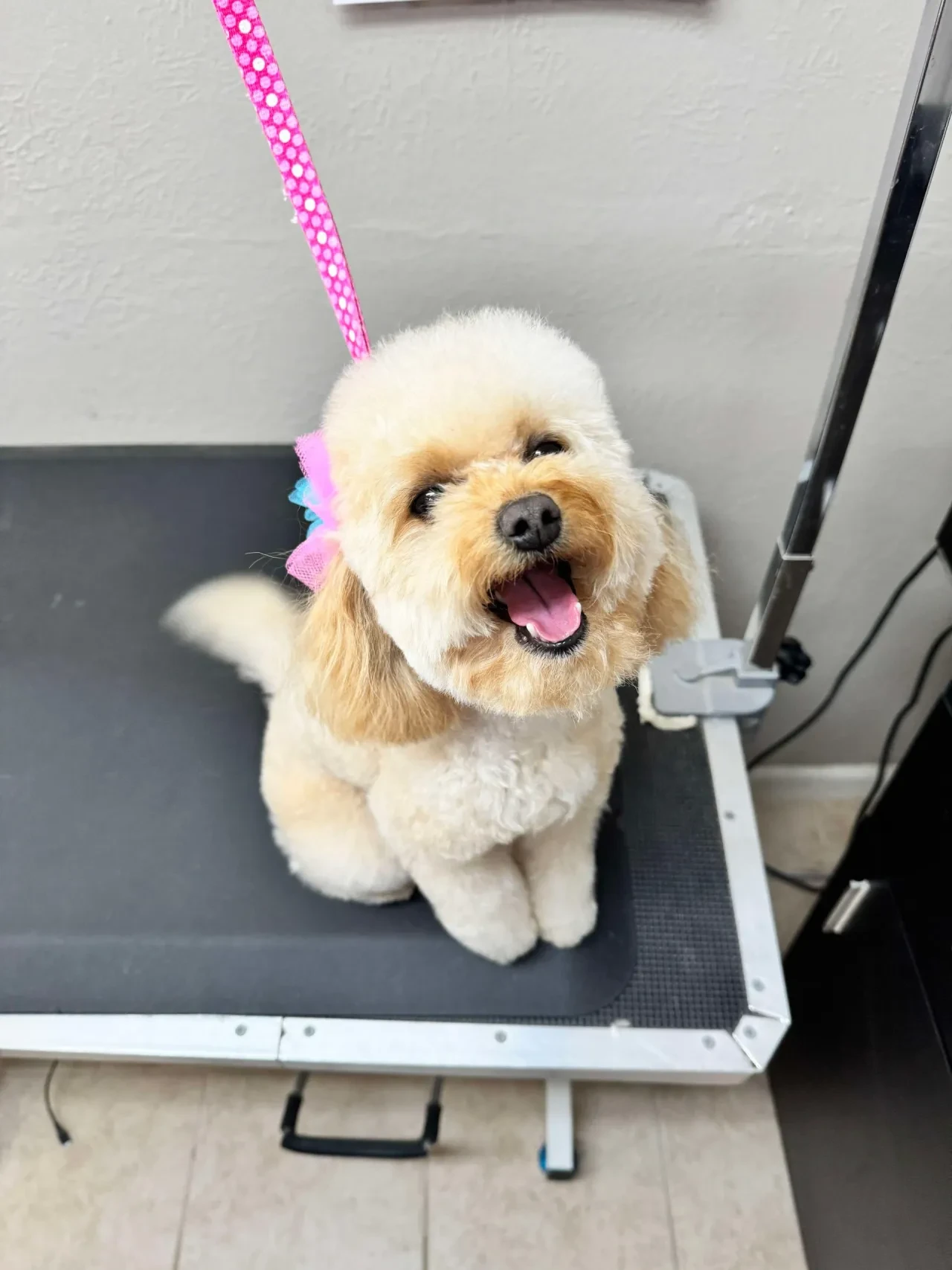 Fluffy golden doodle with colorful bow sitting on grooming table at Pet Makeovers