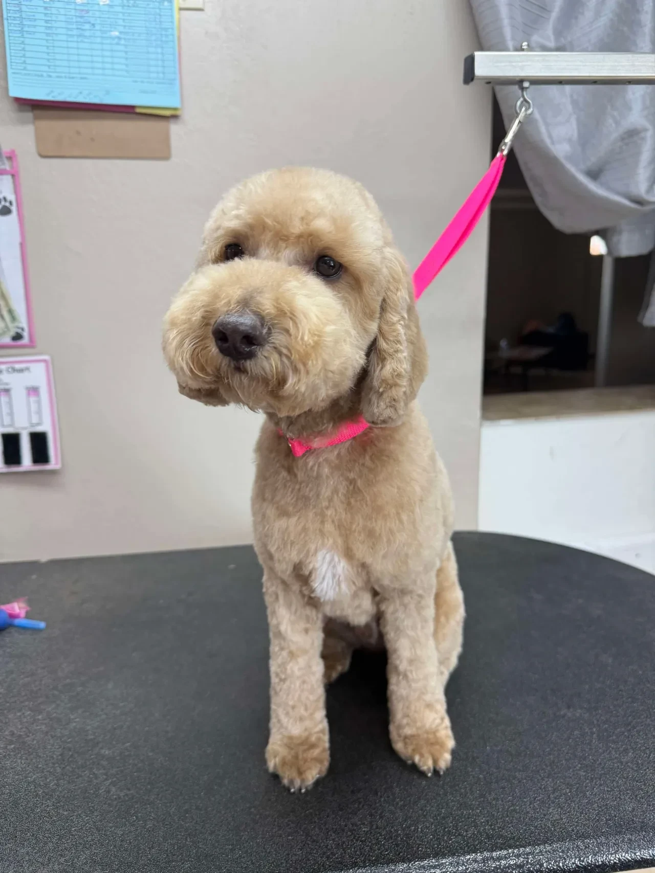 Golden doodle with pink collar and leash after grooming at Pet Makeovers