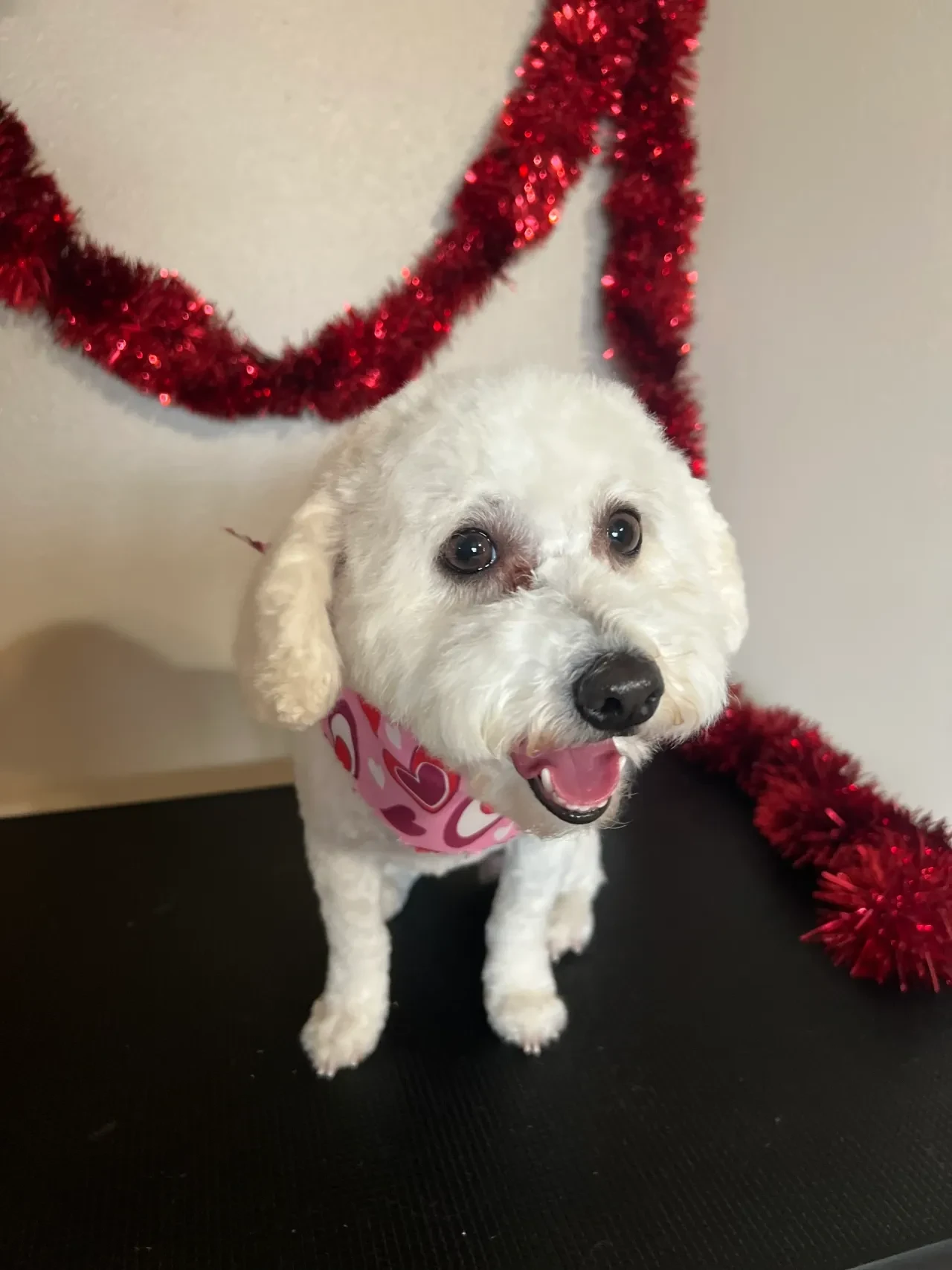 White dog with pink heart bandana surrounded by red tinsel at Pet Makeovers