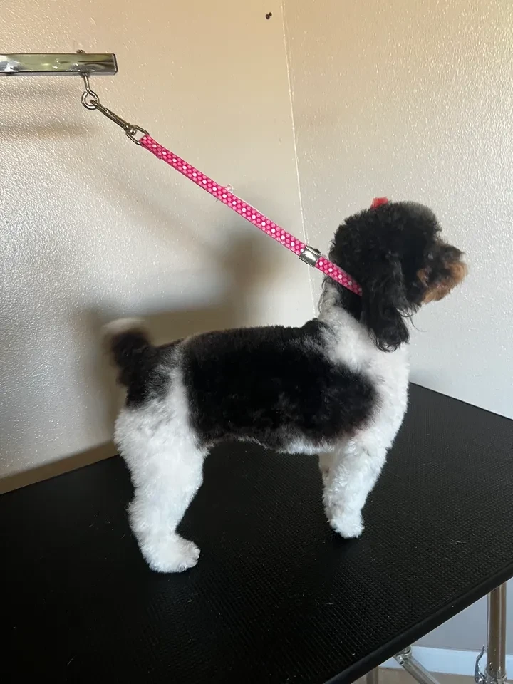 Black and white parti poodle standing on grooming table at Pet Makeovers