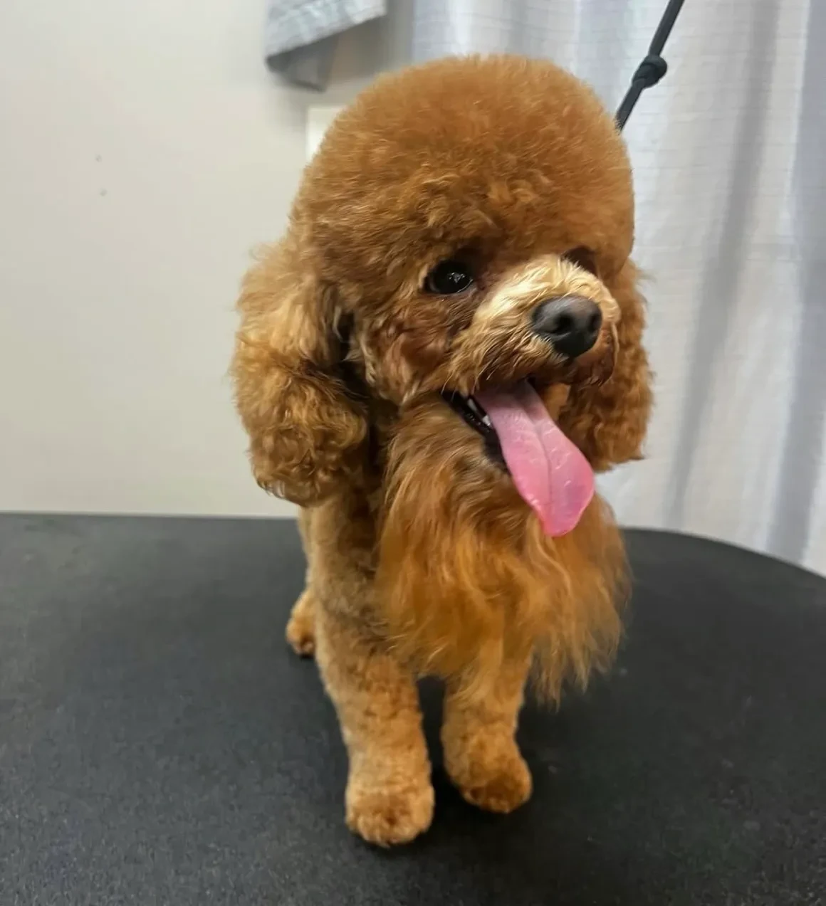 Apricot poodle with tongue out smiling on grooming table at Pet Makeovers