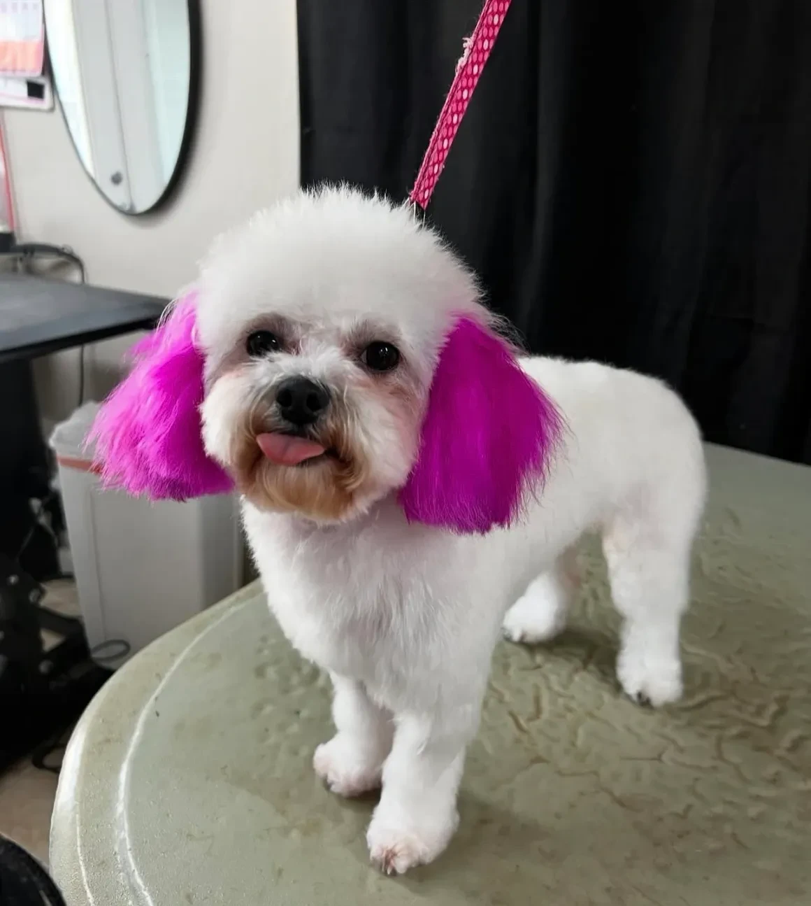 White dog with dyed pink ears after grooming at Pet Makeovers