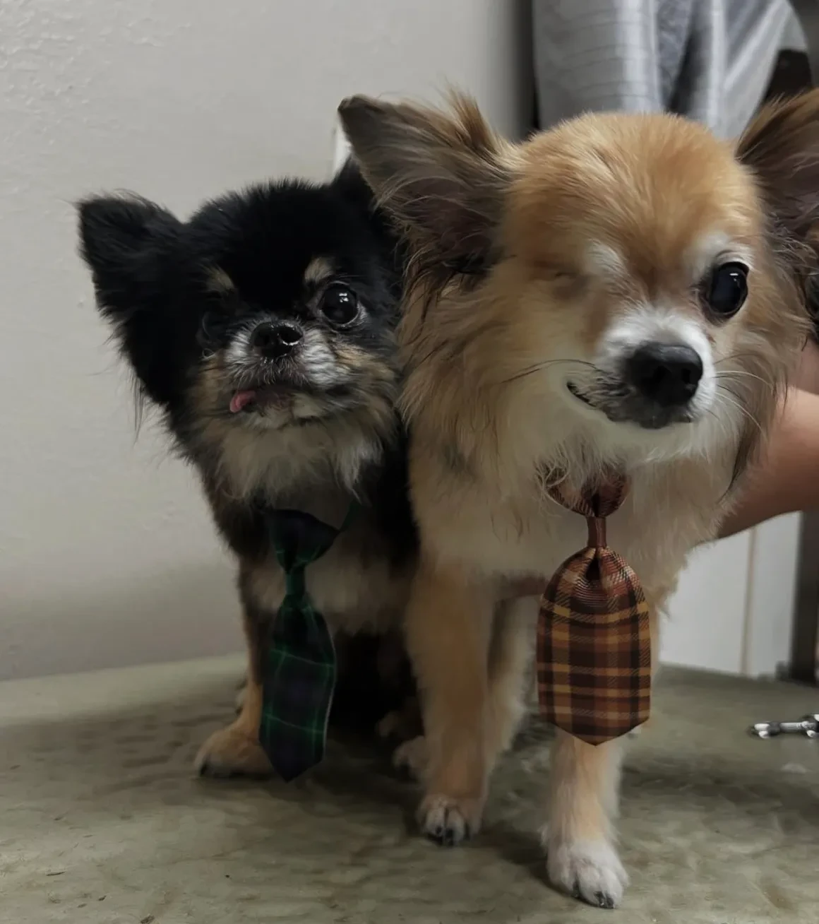 Two chihuahuas wearing plaid sweaters after grooming at Pet Makeovers
