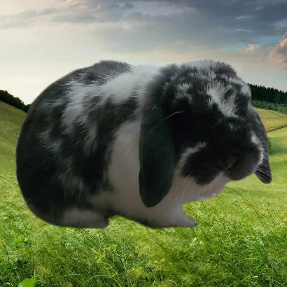 Black and white rabbit grazing in green field
