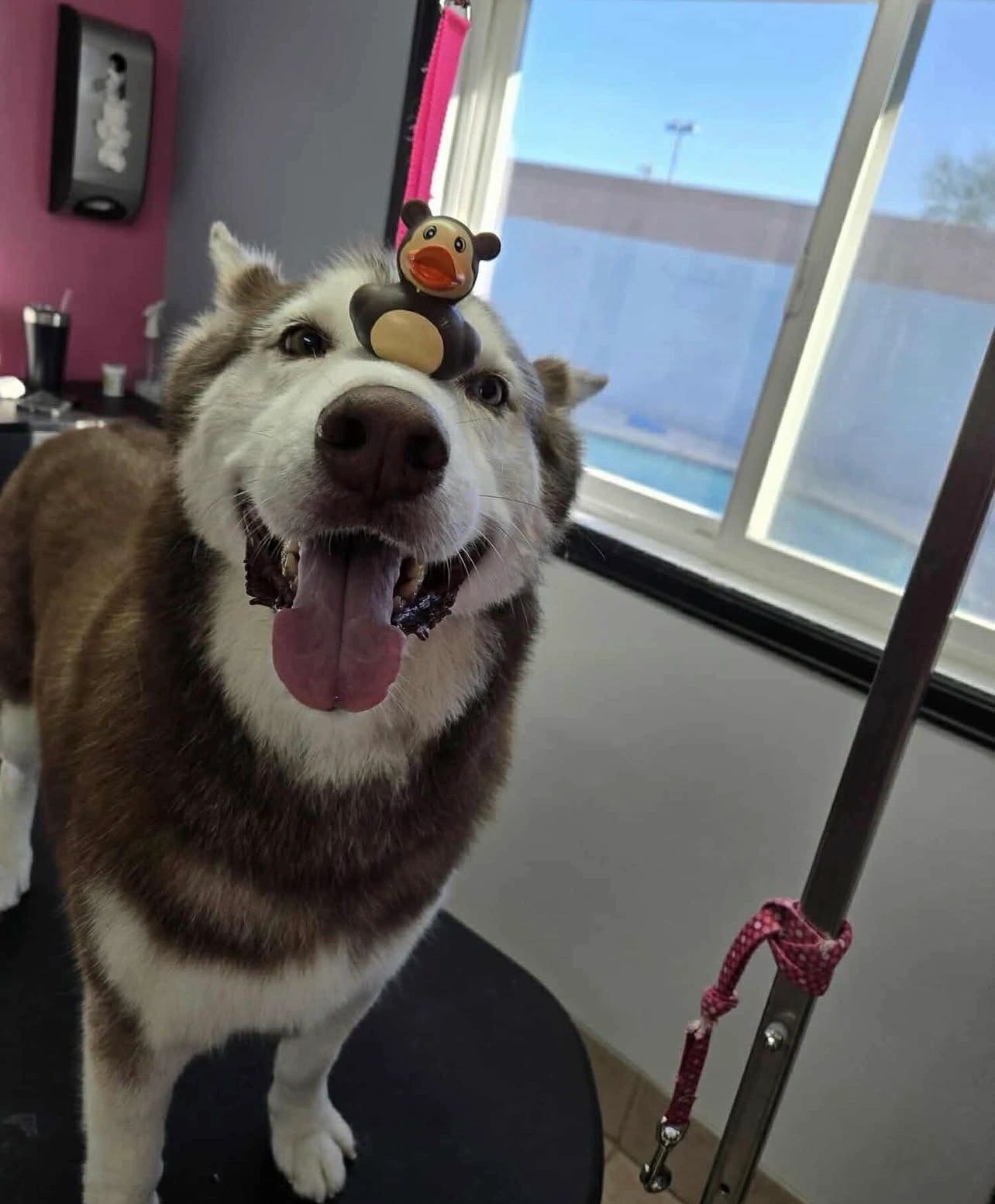 Husky dog after grooming at Pet Makeovers