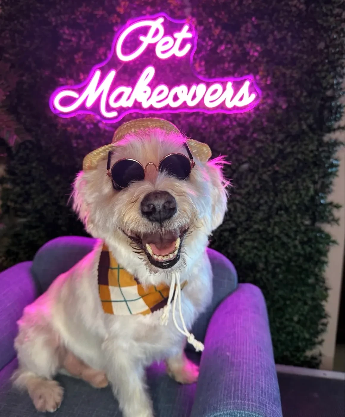 Stylish dog wearing sunglasses in front of Pet Makeovers neon sign