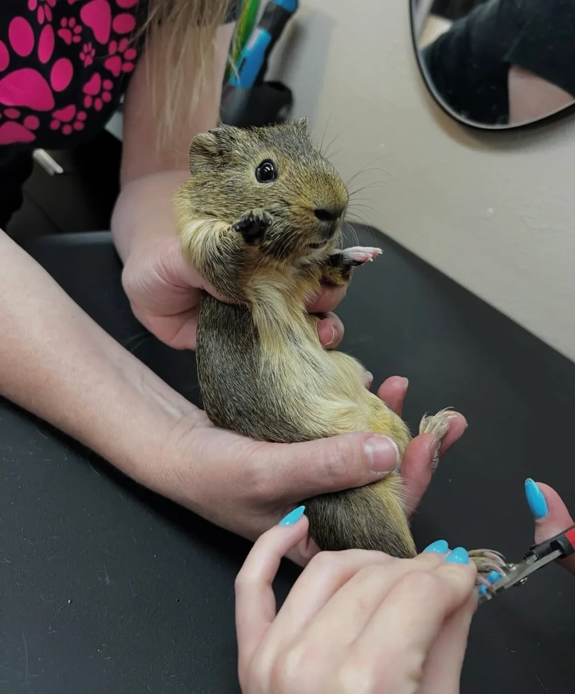 Small animal getting nail trim at Pet Makeovers grooming salon
