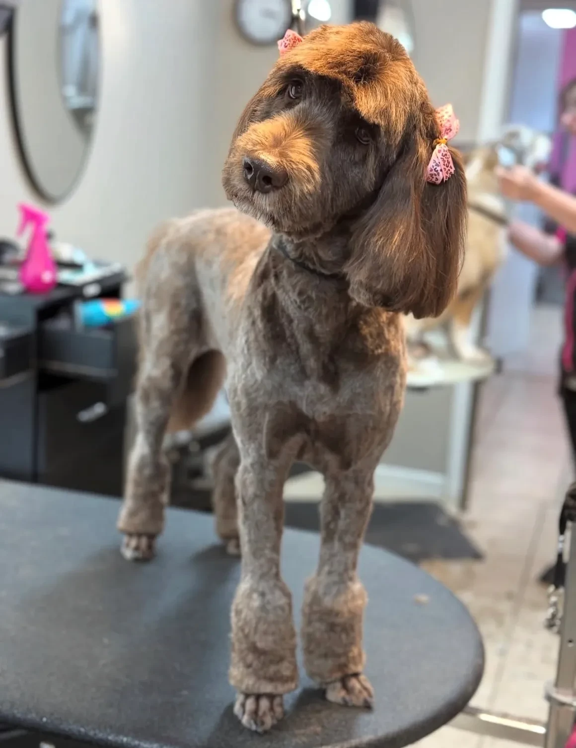 Large groomed dog with pink bows at Pet Makeovers salon