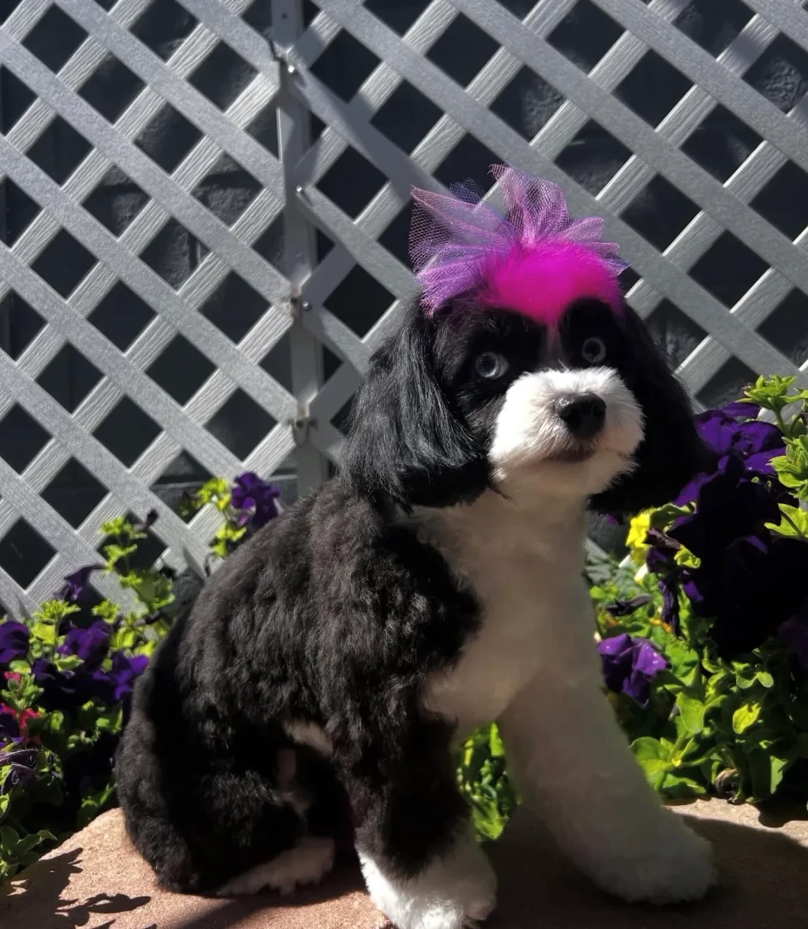 Black and white puppy with pink mohawk bow surrounded by purple flowers at Pet Makeovers