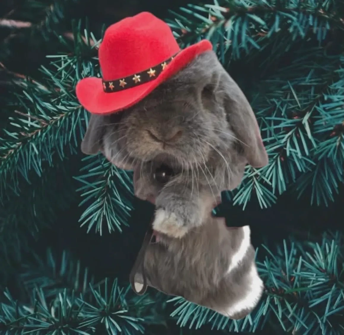 Grey lop rabbit wearing a red cowboy hat nestled in evergreen branches at Pet Makeovers