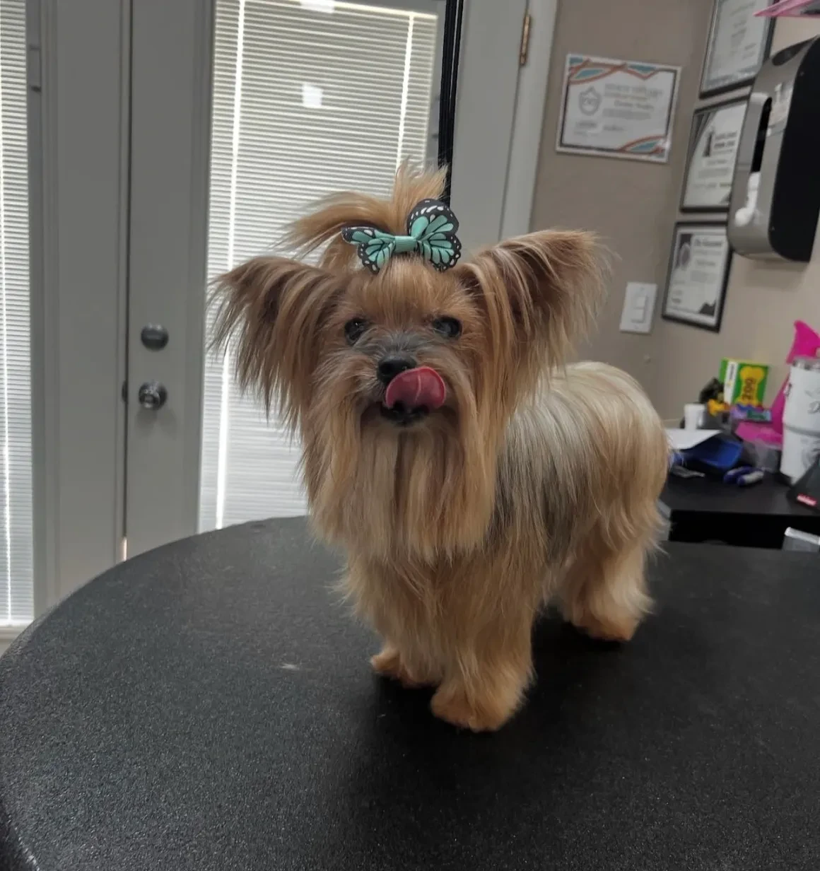 Yorkshire terrier with turquoise butterfly bow clip on grooming table at Pet Makeovers