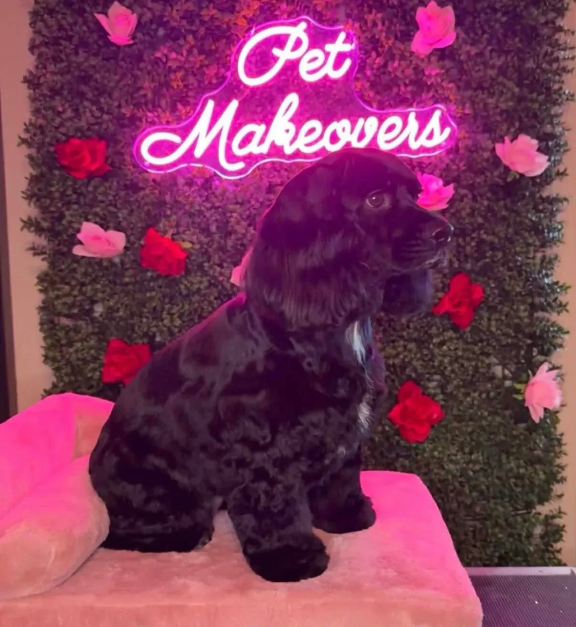 Black cocker spaniel sitting in front of Pet Makeovers floral neon sign backdrop
