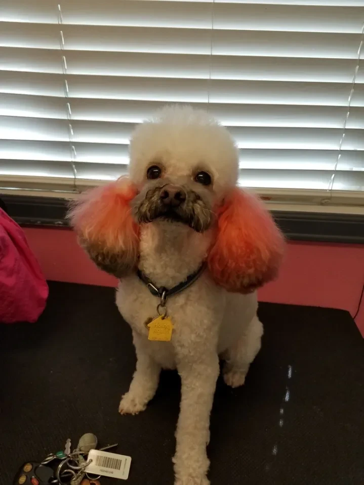 Poodle with pink-dyed ears after grooming at Pet Makeovers