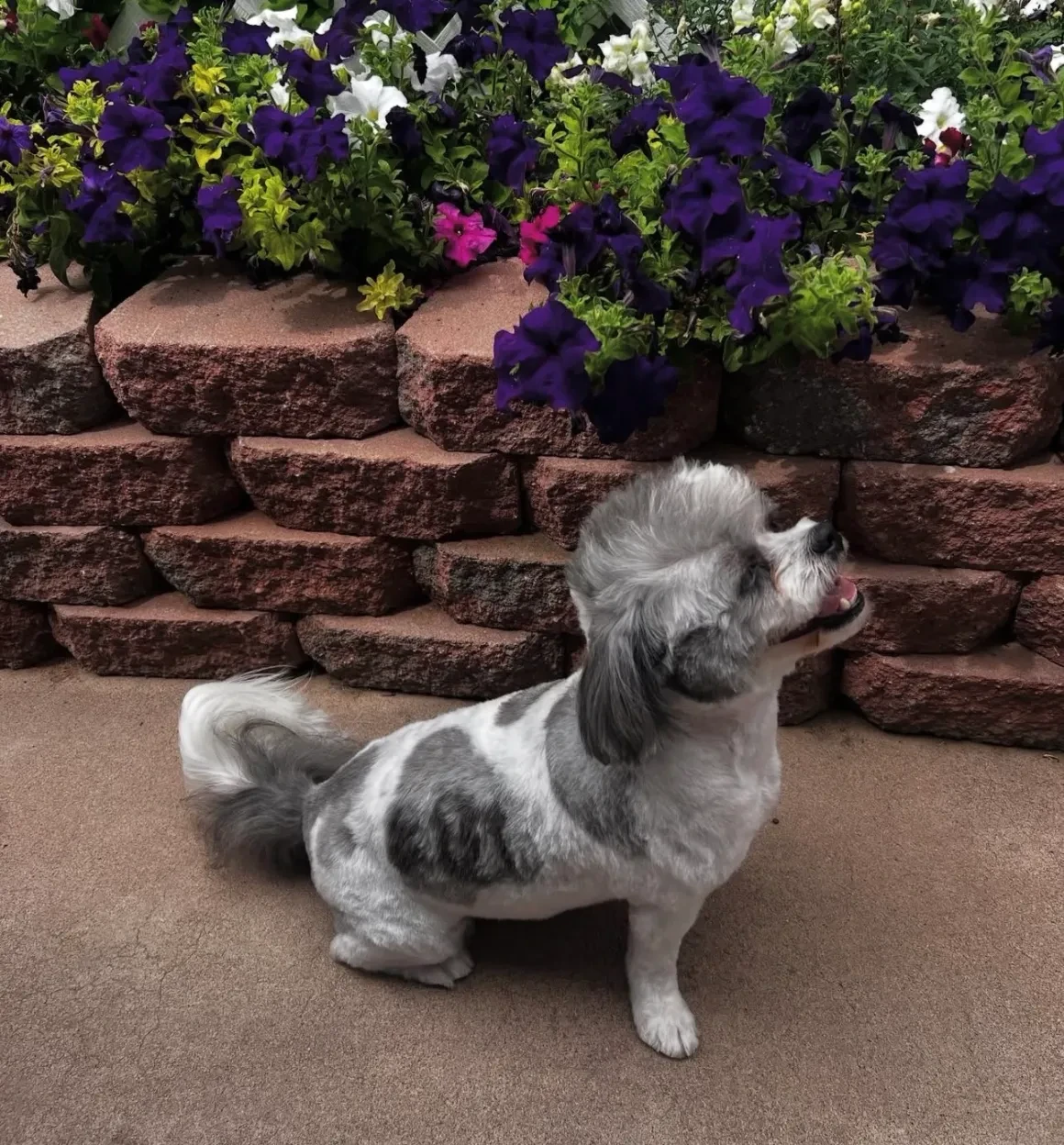 Grey and white merle dog sitting in front of purple flower garden after grooming