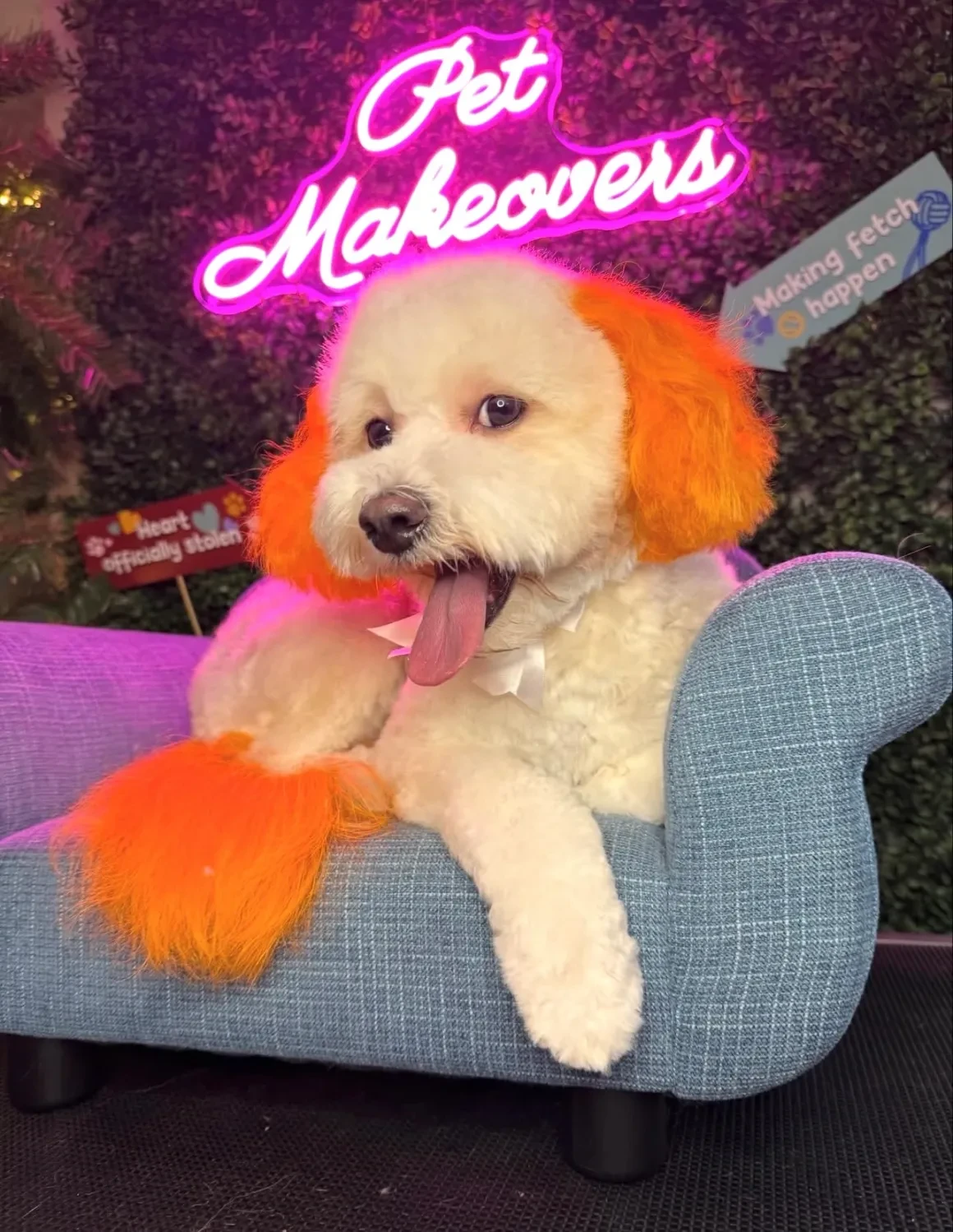 White bichon with orange-dyed ears and tail lounging on pet sofa in front of Pet Makeovers neon sign