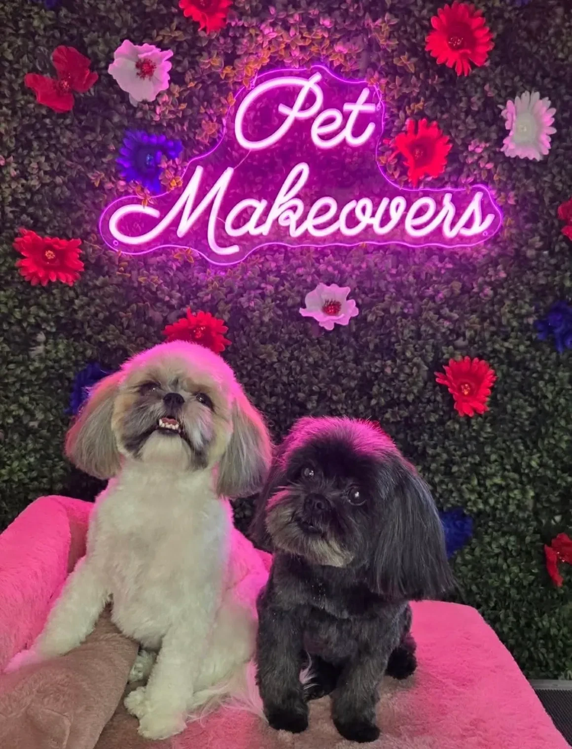 Two Shih Tzus posing in front of Pet Makeovers floral neon backdrop