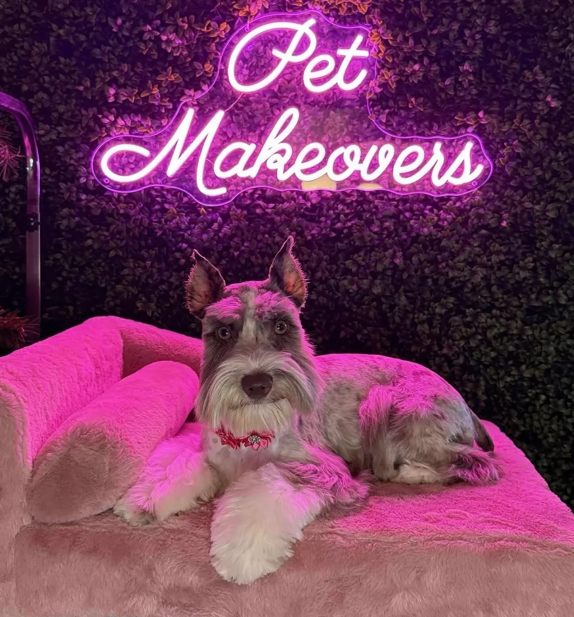 Miniature schnauzer with red collar lounging on pink pet sofa in front of Pet Makeovers neon sign