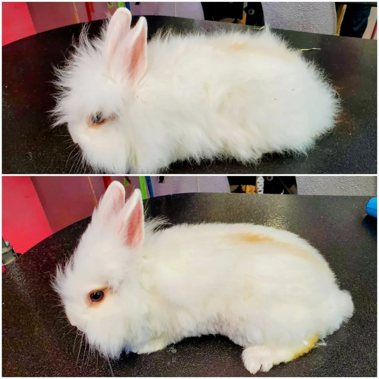 White angora rabbit before and after grooming collage at Pet Makeovers