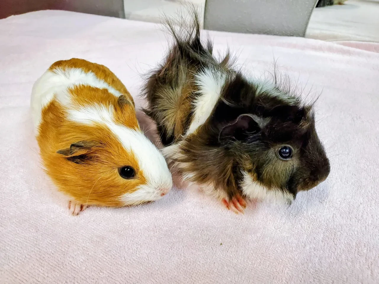 Two guinea pigs — one orange and white, one dark fluffy — sitting together at Pet Makeovers