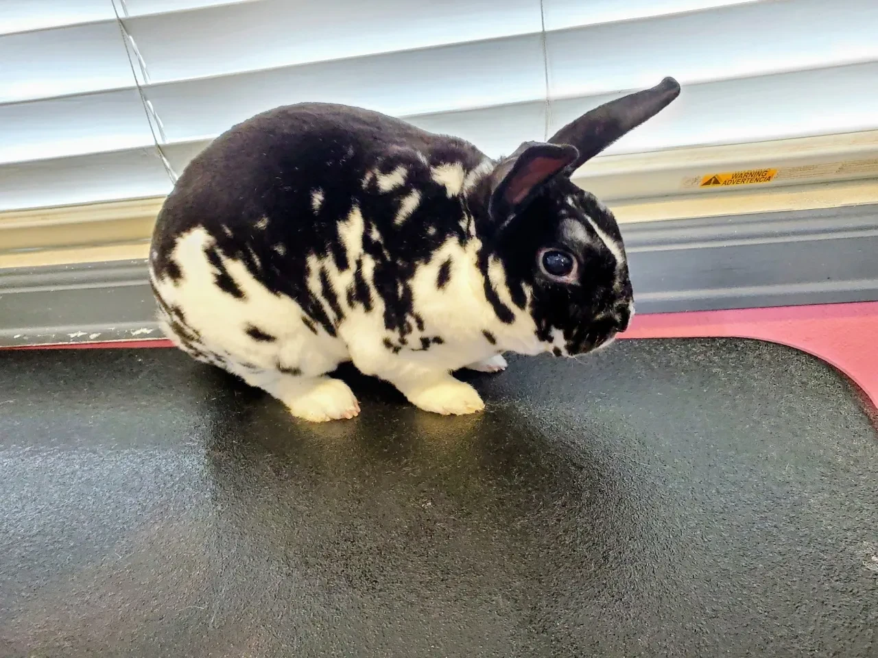 Black and white patterned rabbit on grooming table at Pet Makeovers salon