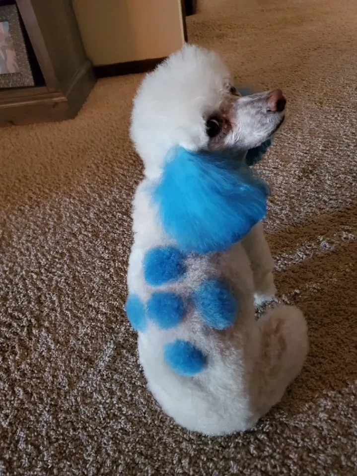 White dog with blue paw print dye design after grooming at Pet Makeovers