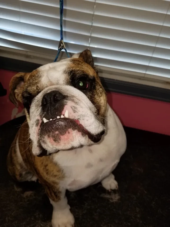 Bulldog at Pet Makeovers grooming salon