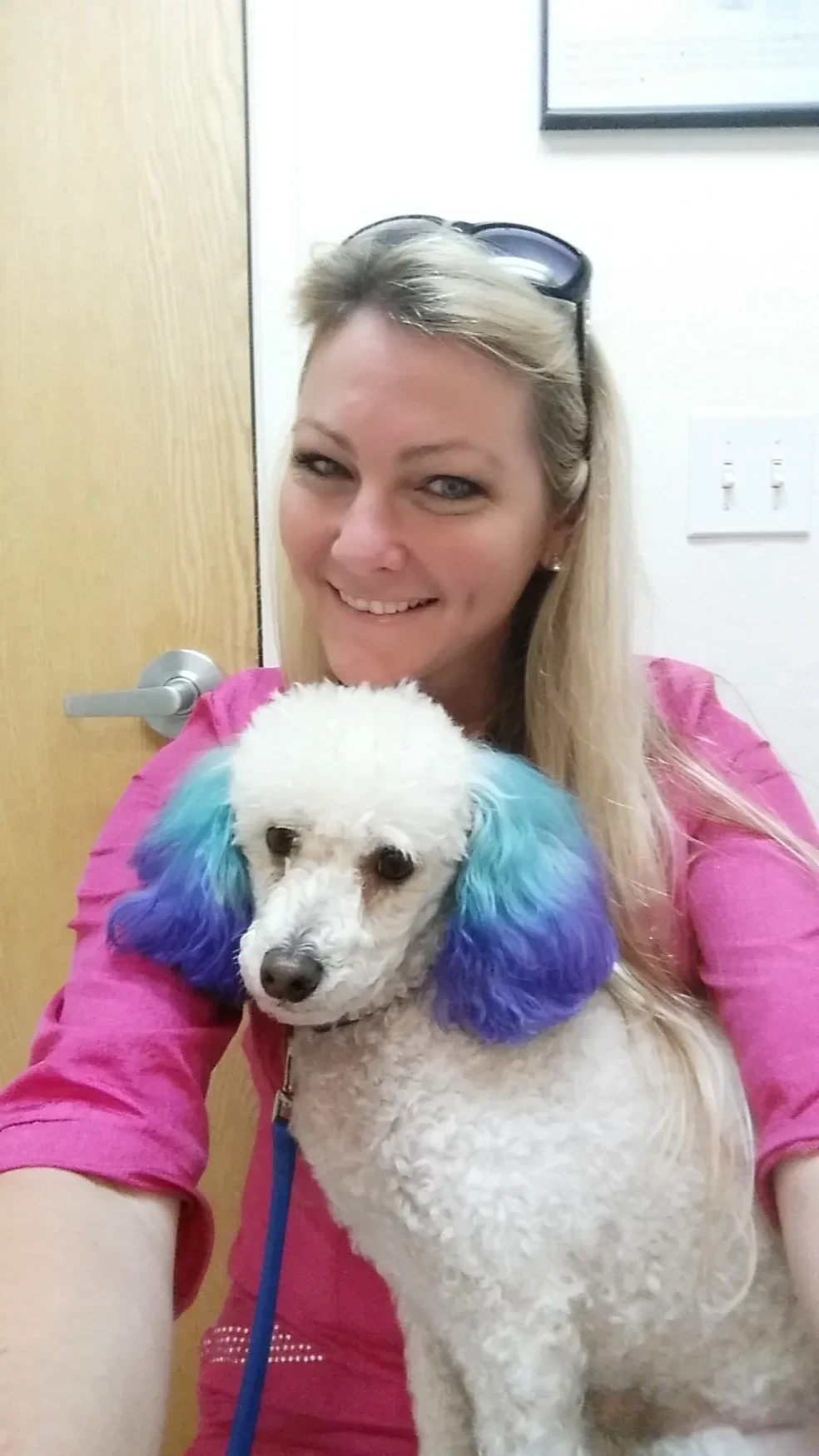Groomer holding white poodle with blue and purple dyed ears at Pet Makeovers