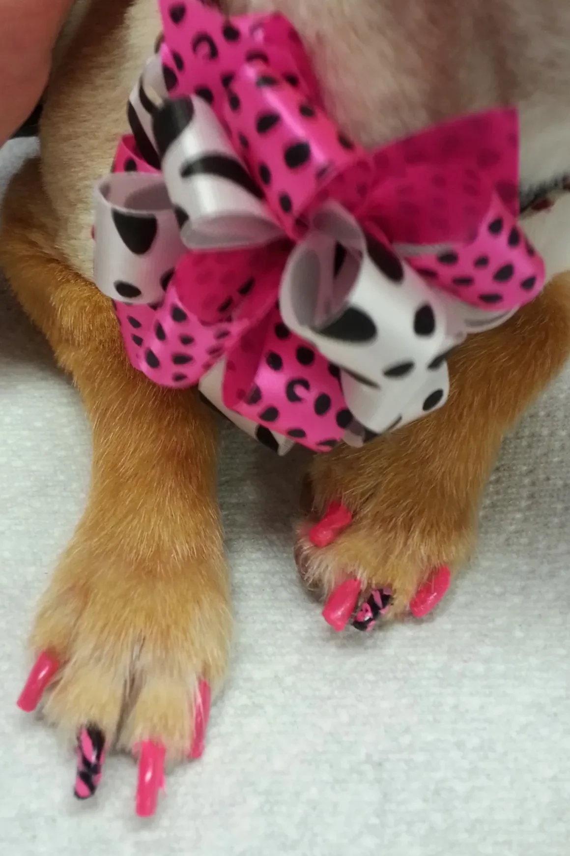 Pretty Paws & Colorful Coats!