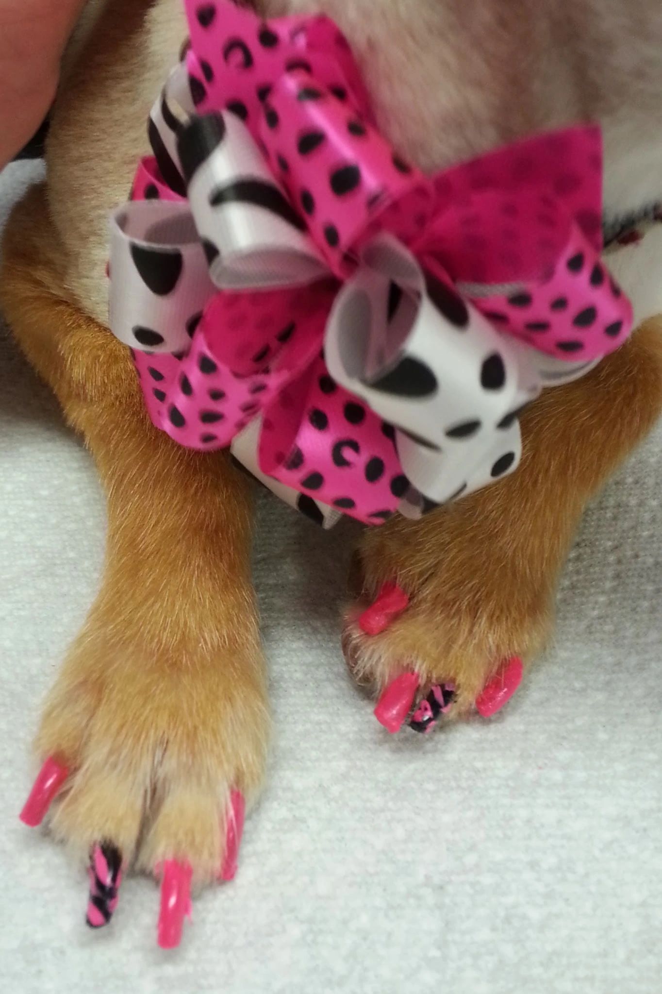Groomed dog at pet salon