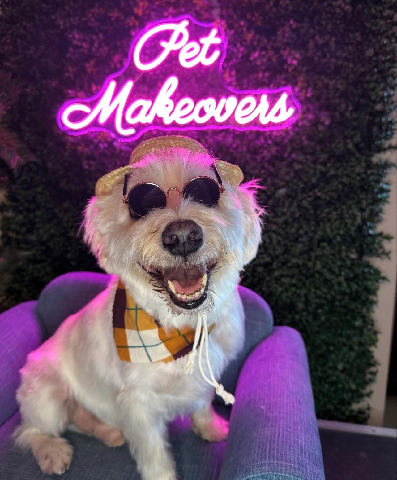 Dressed dog under Pet Makeovers neon sign